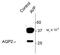 Aquaporin 2 antibody, PA5-35388, Invitrogen Antibodies, Western Blot image 