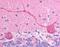 Checkpoint with forkhead and RING finger domains protein antibody, MBS421208, MyBioSource, Immunohistochemistry paraffin image 