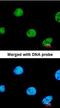 Zinc Finger Protein 211 antibody, orb74229, Biorbyt, Immunofluorescence image 