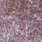 Lymphocyte Antigen 86 antibody, HPA044895, Atlas Antibodies, Immunohistochemistry frozen image 