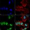 Synuclein Alpha antibody, LS-C773090, Lifespan Biosciences, Immunocytochemistry image 