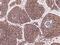 Prostaglandin E Synthase 3 antibody, 105015-T08, Sino Biological, Immunohistochemistry frozen image 