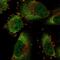 COMM Domain Containing 8 antibody, PA5-57446, Invitrogen Antibodies, Immunofluorescence image 