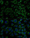 Isocitrate Dehydrogenase (NAD(+)) 3 Beta antibody, 15-180, ProSci, Immunofluorescence image 