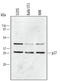 Cyclin Dependent Kinase Inhibitor 1B antibody, MAB2256, R&D Systems, Western Blot image 