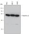 Karyopherin Subunit Alpha 2 antibody, MAB6207, R&D Systems, Western Blot image 