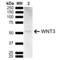 Wnt Family Member 3 antibody, LS-C776541, Lifespan Biosciences, Western Blot image 