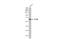 Signal Transducing Adaptor Molecule antibody, GTX115060, GeneTex, Western Blot image 