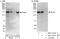 DNA polymerase alpha catalytic subunit antibody, NBP1-47257, Novus Biologicals, Western Blot image 