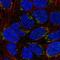 Neurotrophin 4 antibody, NBP2-58130, Novus Biologicals, Immunocytochemistry image 