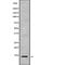 Neuromedin B antibody, abx217194, Abbexa, Western Blot image 