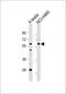 TFIIA-alpha and beta-like factor antibody, 57-690, ProSci, Western Blot image 