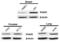 Acidic Nuclear Phosphoprotein 32 Family Member A antibody, 11088, QED Bioscience, Western Blot image 