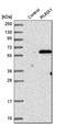 RUNX Family Transcription Factor 1 antibody, HPA004176, Atlas Antibodies, Western Blot image 