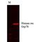 KDEL  antibody, MA5-27686, Invitrogen Antibodies, Western Blot image 
