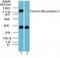 Formin-like protein 2 antibody, NBP2-24748, Novus Biologicals, Western Blot image 