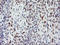 BTB Domain And CNC Homolog 1 antibody, LS-C173634, Lifespan Biosciences, Immunohistochemistry frozen image 