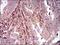 p38 antibody, NBP2-37312, Novus Biologicals, Immunohistochemistry paraffin image 