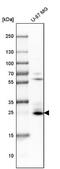 BCL2 Interacting Protein 3 antibody, NBP1-82566, Novus Biologicals, Western Blot image 