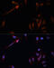 Lipoprotein Lipase antibody, 16-512, ProSci, Immunofluorescence image 