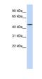 Hepatocyte Nuclear Factor 4 Alpha antibody, orb330420, Biorbyt, Western Blot image 