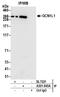 GCN1 Activator Of EIF2AK4 antibody, A301-843A, Bethyl Labs, Immunoprecipitation image 