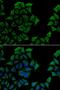 Transcobalamin-1 antibody, LS-C334697, Lifespan Biosciences, Immunofluorescence image 