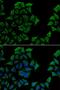 Transcobalamin 1 antibody, LS-C334697, Lifespan Biosciences, Immunofluorescence image 