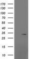 Mitochondrial Ribosomal Protein S2 antibody, TA502031, Origene, Western Blot image 