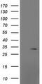 Mitochondrial Ribosomal Protein S2 antibody, TA502031, Origene, Western Blot image 