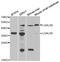 Galectin 8 antibody, abx005094, Abbexa, Western Blot image 