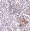 SHOC2 Leucine Rich Repeat Scaffold Protein antibody, 5215, ProSci, Immunohistochemistry paraffin image 