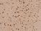 Testis Expressed 13B antibody, 205354-T08, Sino Biological, Immunohistochemistry frozen image 