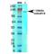 Glutamate Metabotropic Receptor 5 antibody, MA5-27690, Invitrogen Antibodies, Western Blot image 