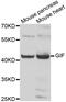 Cobalamin Binding Intrinsic Factor antibody, abx005255, Abbexa, Western Blot image 