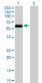 Casein Kinase 1 Gamma 2 antibody, H00001455-M08, Novus Biologicals, Western Blot image 