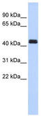TNF Receptor Associated Factor 1 antibody, TA330395, Origene, Western Blot image 