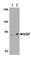 VGF Nerve Growth Factor Inducible antibody, ab69989, Abcam, Western Blot image 