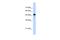 Septin 10 antibody, A15548, Boster Biological Technology, Western Blot image 