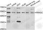 Ras Related GTP Binding C antibody, A7479, ABclonal Technology, Western Blot image 