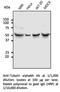 Tubulin Alpha 4a antibody, AB0134-200, SICGEN, Western Blot image 