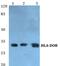 Major Histocompatibility Complex, Class II, DO Beta antibody, PA5-36963, Invitrogen Antibodies, Western Blot image 