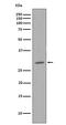 Cyclin Dependent Kinase 1 antibody, M00209-1, Boster Biological Technology, Western Blot image 
