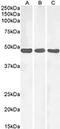 Neuropeptide Y Receptor Y1 antibody, CL8839AP, Cedarlane Labs, Western Blot image 