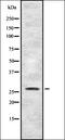 FGFP1 antibody, orb335308, Biorbyt, Western Blot image 