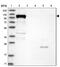 DEAH-Box Helicase 36 antibody, NBP1-84286, Novus Biologicals, Western Blot image 