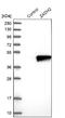 Zinc Binding Alcohol Dehydrogenase Domain Containing 2 antibody, NBP1-82679, Novus Biologicals, Western Blot image 