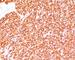 CD45RB antibody, V2245SAF-100UG, NSJ Bioreagents, Flow Cytometry image 