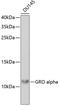 Growth Arrest And DNA Damage Inducible Alpha antibody, 19-866, ProSci, Western Blot image 