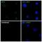 Metallothionein 3 antibody, NBP1-89772, Novus Biologicals, Immunofluorescence image 